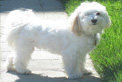 Herbs For Dogs