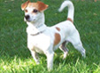 Natutal Remedies for your dogs