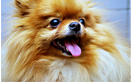 Natural Supplements for dogs and cats