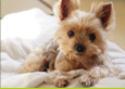 Free Consultation for dogs and cats